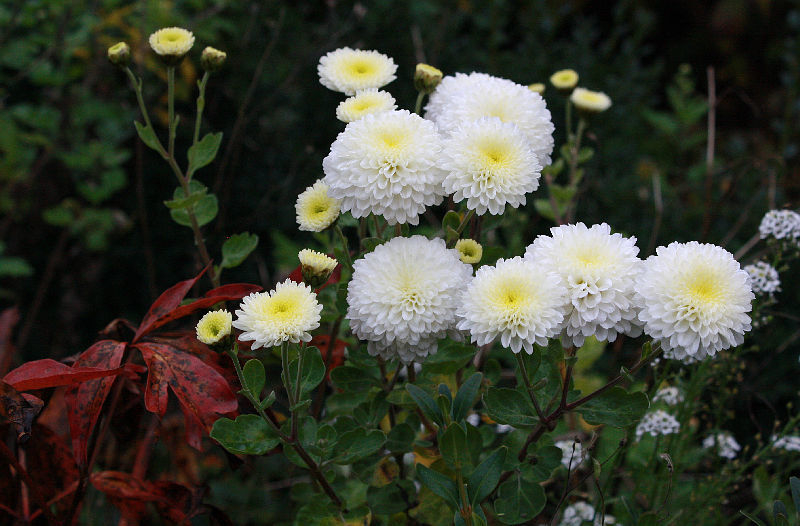 Chrysanthemum 'White Bouquet'