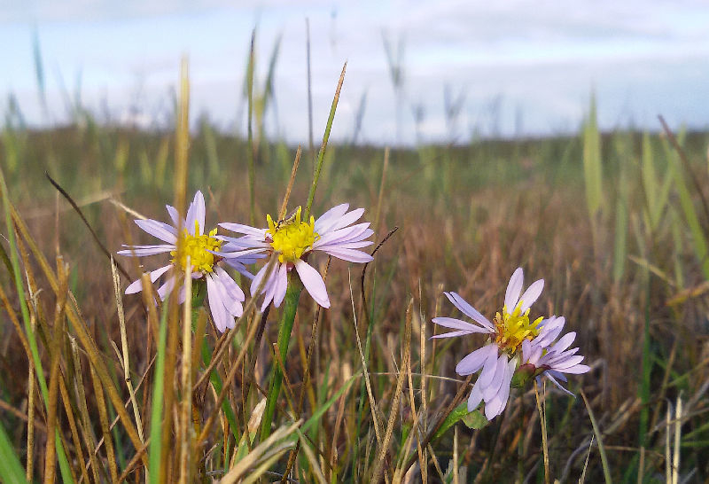Tripolium pannonicum