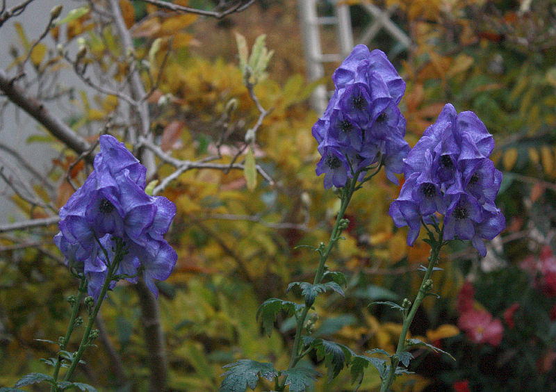 Aconitum carmichaelii 'Arendsii'