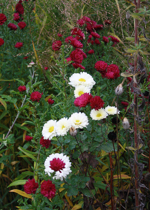 Chrysanthemum 'Poesie' vor Aster novi-belgii (unbekannte Sorte)