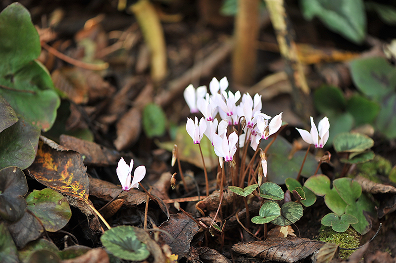 C. cilicium '10