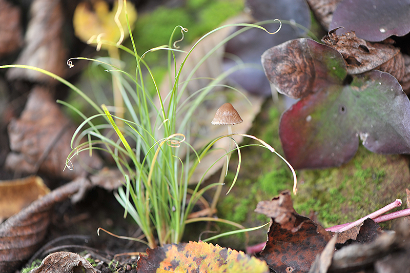 Carex comans