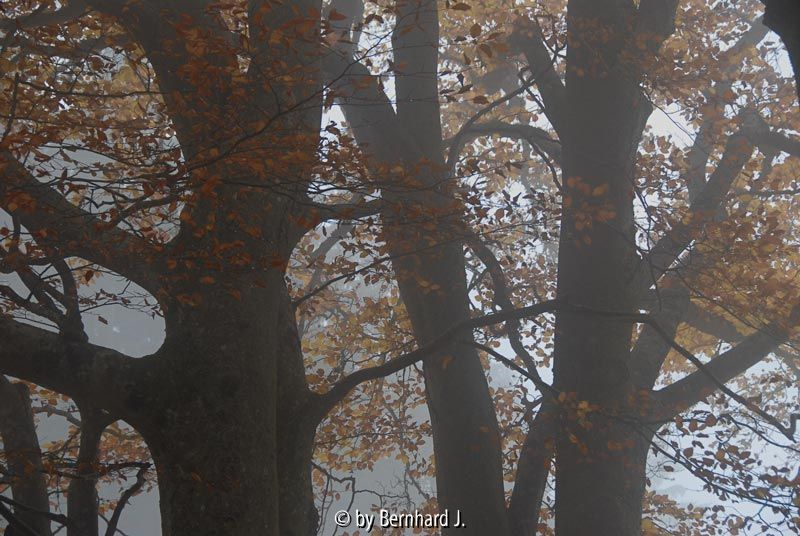 Buchen im Nebel 1