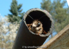 Osmia bicoris