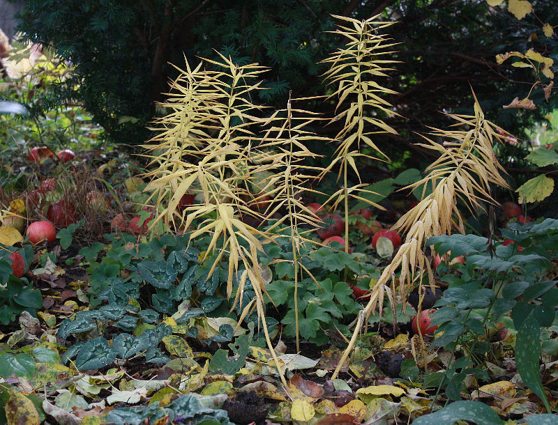 Polygonatum verticillatum, Herbstaspekt