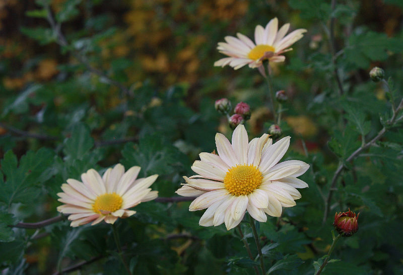 Chrysanthemum, 'Nordlicht' oder 'Isabellarosa'?