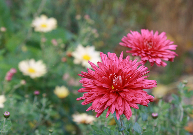 Chrysanthemum 'Cinderella'