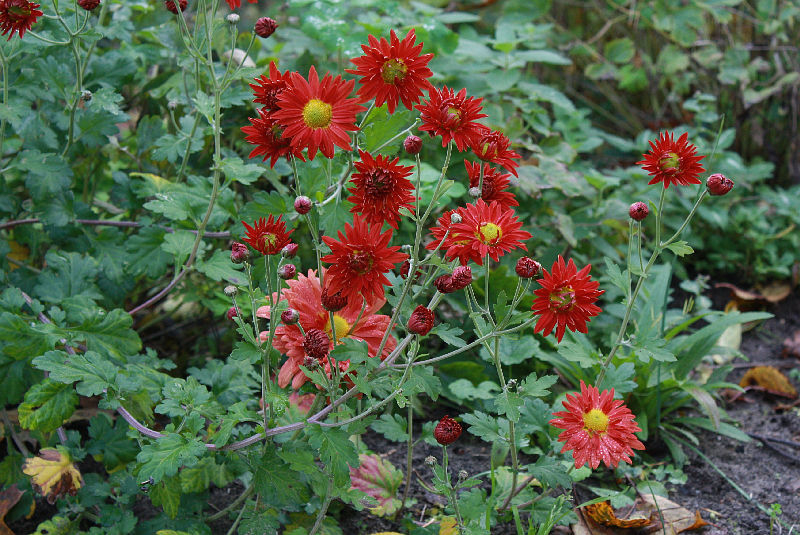 Chrysanthemum 'Apollo'