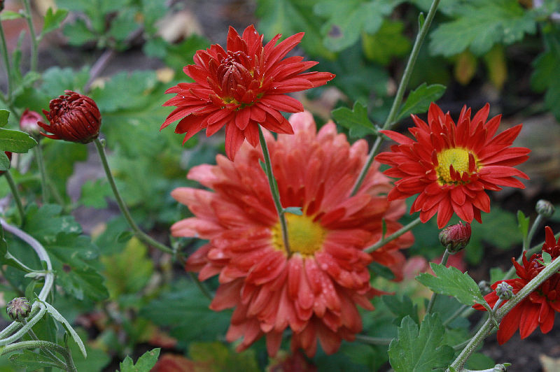 Chrysanthemum 'Apollo'