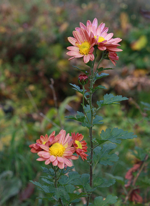 Chrysanthemum 'Oudolf'
