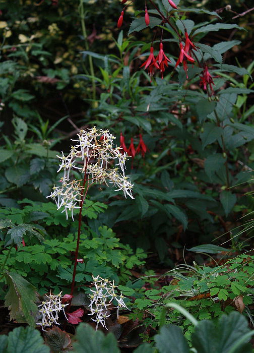 Saxifraga cortusifolia