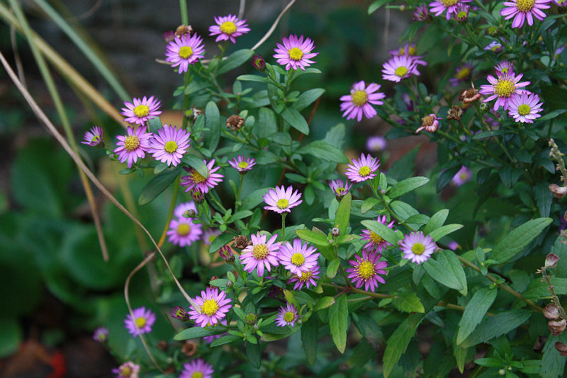 Aster ageratoides 'Ezo Murasaki'