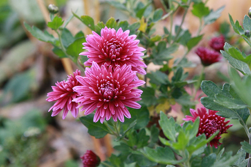 Chrysanthemum 'Herbstrose'