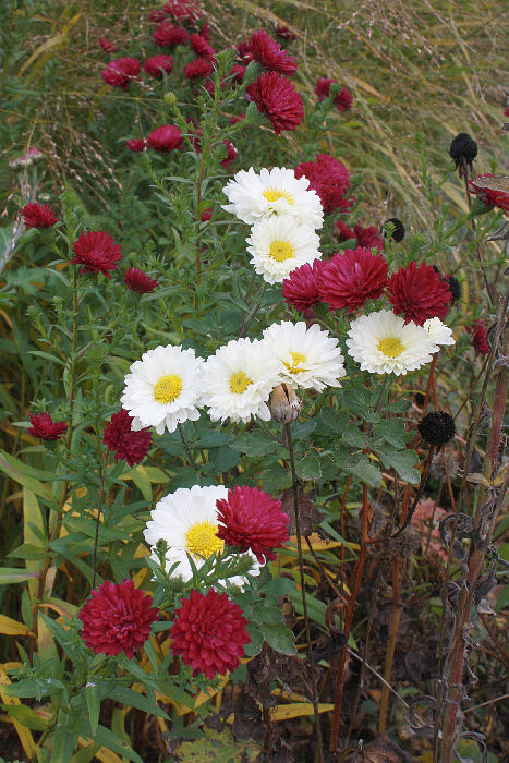 Chrysanthemum 'Poesie' vor Aster novi-belgii (unbekannte Sorte)