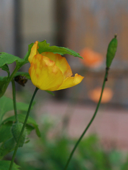 Papaver cambricum