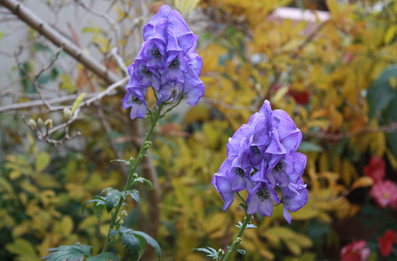 Aconitum carmichaelii 'Arendsii'