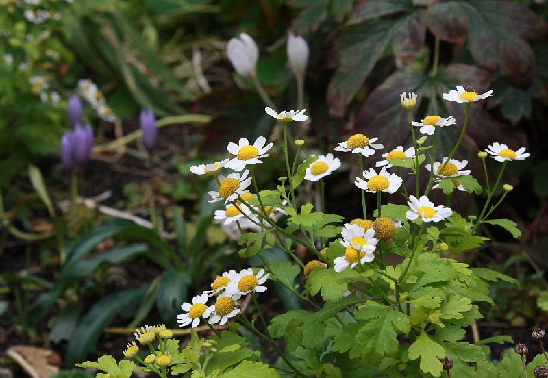 Tanacetum parthenium, helllaubig