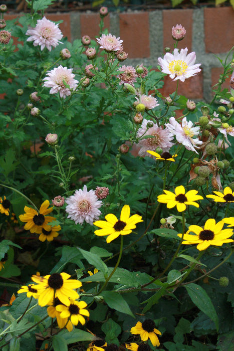 Chrysanthemum 'Romantica'