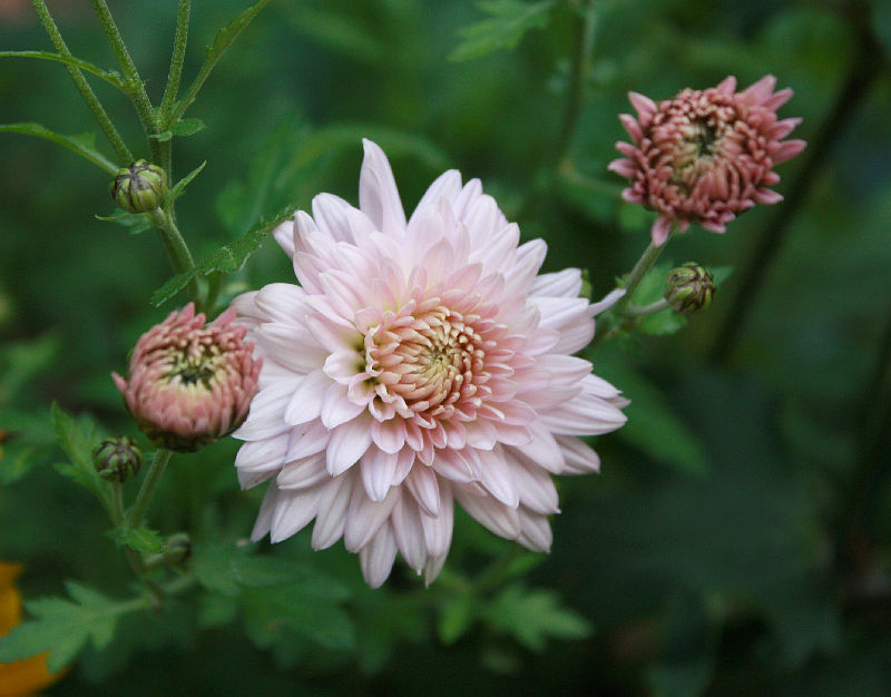 Chrysanthemum 'Romantica'