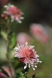 Nebelrose