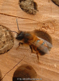 Osmia bicoris