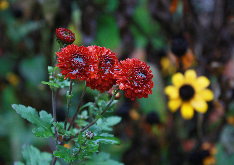 Chrysanthemum 'Julie la Gravere'