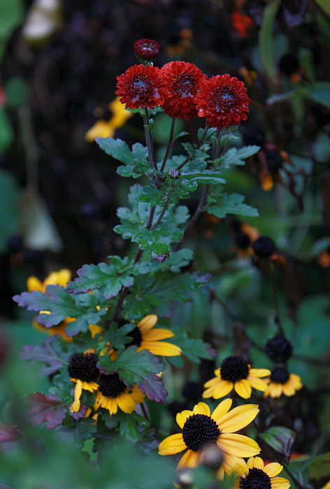 Chrysanthemum 'Julie la Gravere'