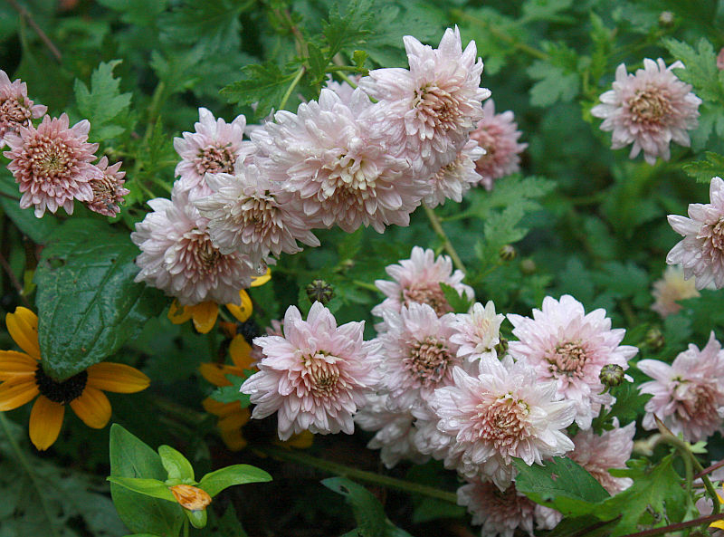 Chrysanthemum 'Romantica'