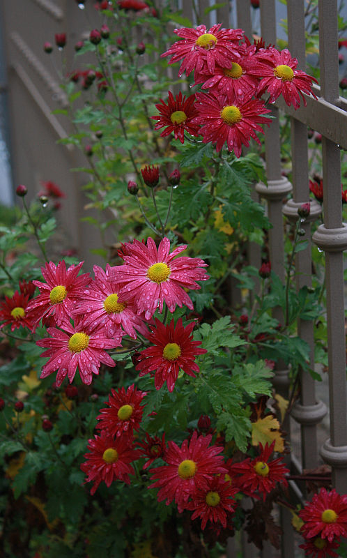 Chrysanthemum 'Oury'