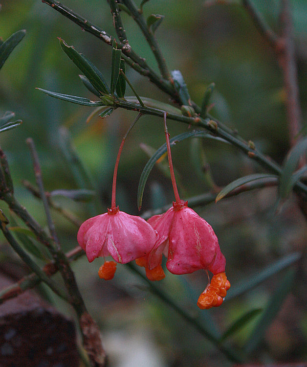Euonymus nanus