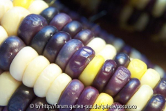 Rainbow Inca 05.jpg