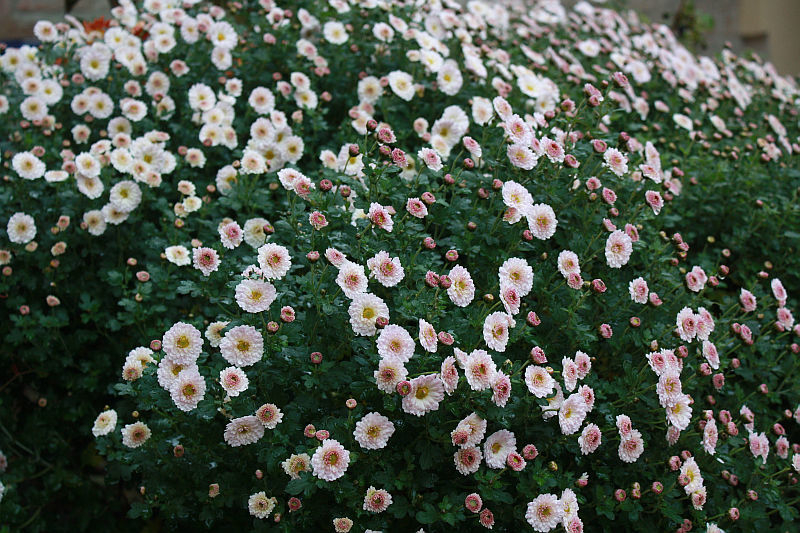 Chrysanthemum 'Julia'
