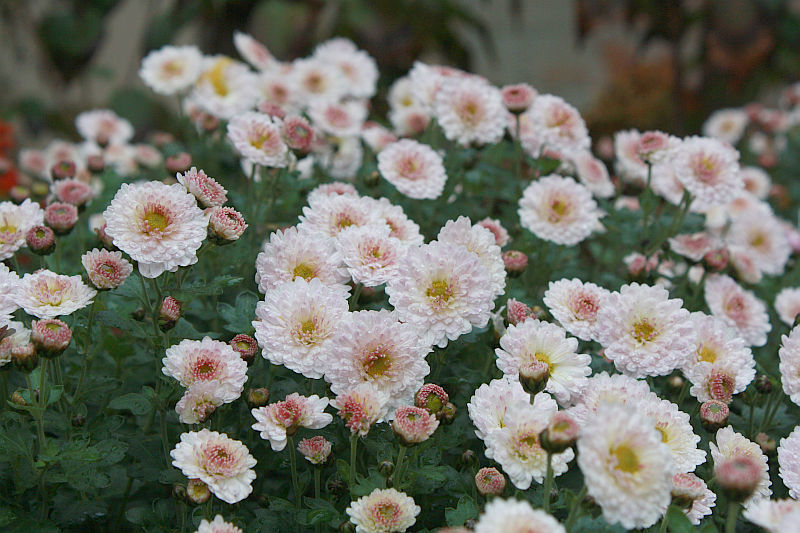 Chrysanthemum 'Julia'