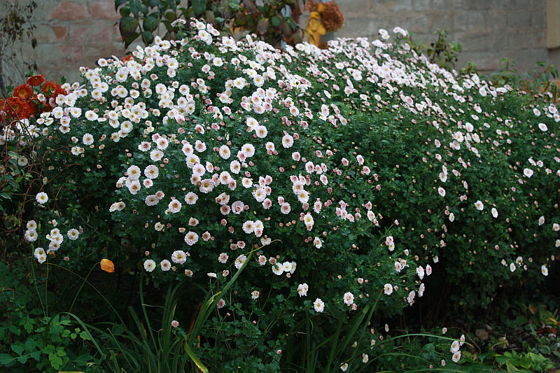 Chrysanthemum 'Julia'