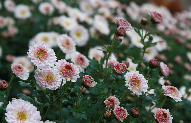 Chrysanthemum 'Julia'