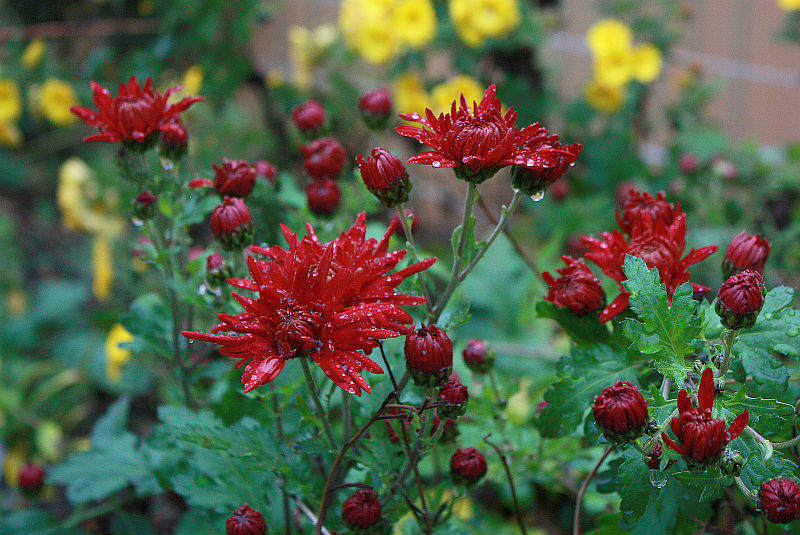 Chrysanthemum 'Granatschopf'