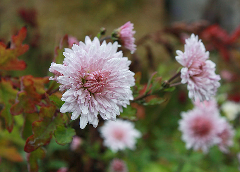 Chrysanthemum 'Nebelrose'