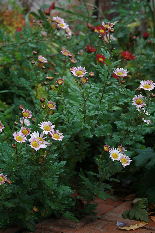 Chrysanthemum 'Silberberg'