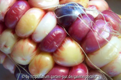 Rainbow Inca 06.jpg