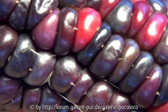 Rainbow Inca 08.jpg