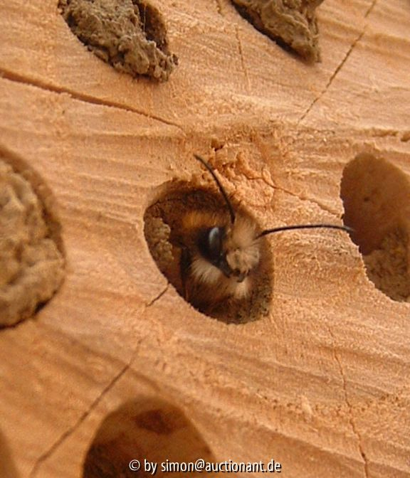 Osmia bicoris