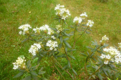 Rhododendron groenlandicum