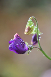 Novemberwicke