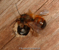 Osmia bicoris