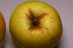 Gelber Bellefleur 4