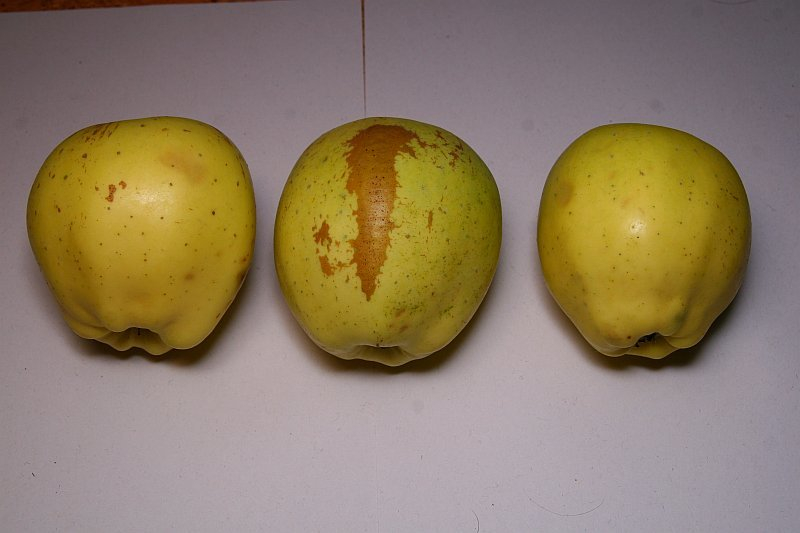 Gelber Bellefleur 2