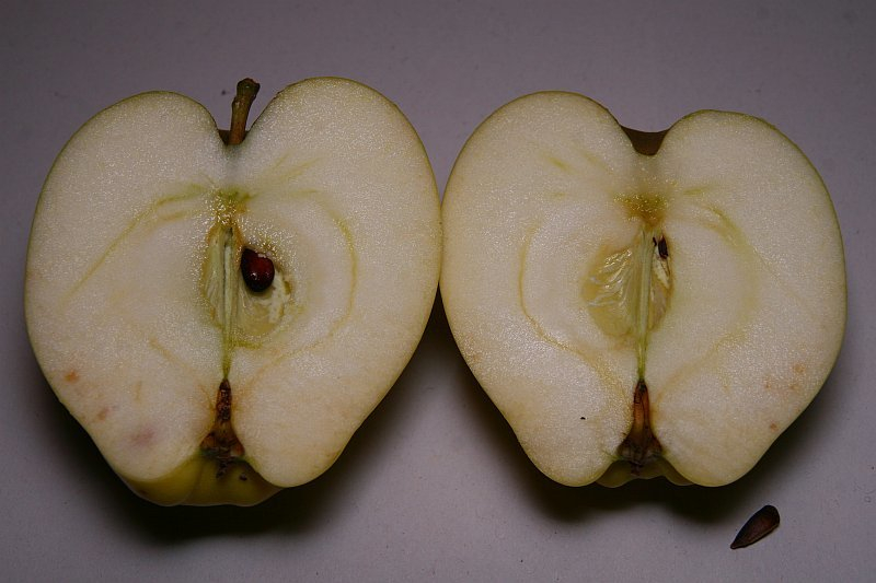 Gelber Bellefleur 1