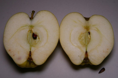 Gelber Bellefleur 1