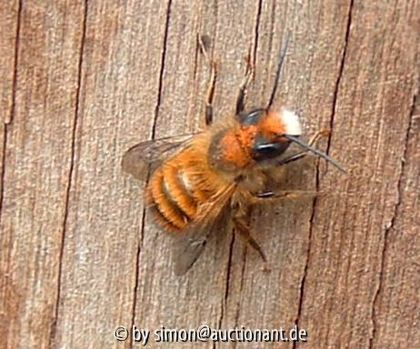 Osmia bicoris