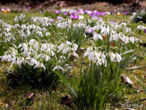 03 frühlingswiese.jpg